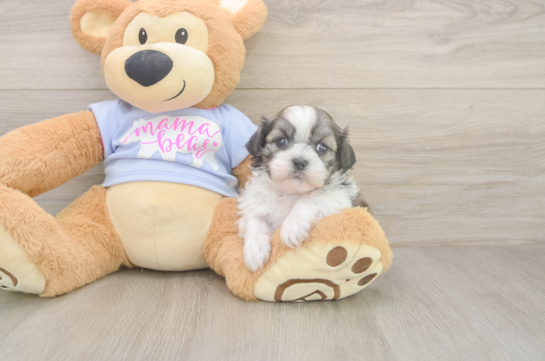 6 week old Teddy Bear Puppy For Sale - Fairfield Furbabies Friendly Teddy Bear Baby