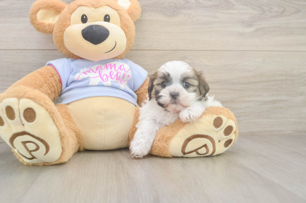 6 week old Teddy Bear Puppy For Sale - Fairfield Furbabies