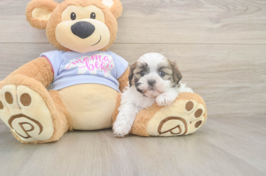 6 week old Teddy Bear Puppy For Sale - Fairfield Furbabies Friendly Teddy Bear Baby
