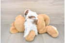 Best Teddy Bear Baby