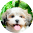 Teddy Bear Puppies For Sale - Fairfield Furbabies Teddy Bear Puppies For Sale - Fairfield Furbabies