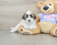 8 week old Teddy Bear Puppy For Sale - Fairfield Furbabies