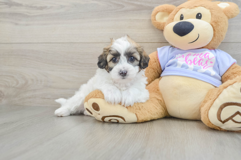 8 week old Teddy Bear Puppy For Sale - Fairfield Furbabies