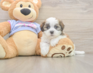 6 week old Teddy Bear Puppy For Sale - Fairfield Furbabies