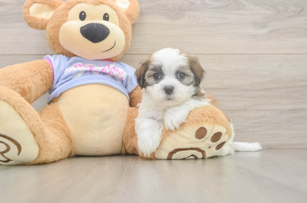 6 week old Teddy Bear Puppy For Sale - Fairfield Furbabies