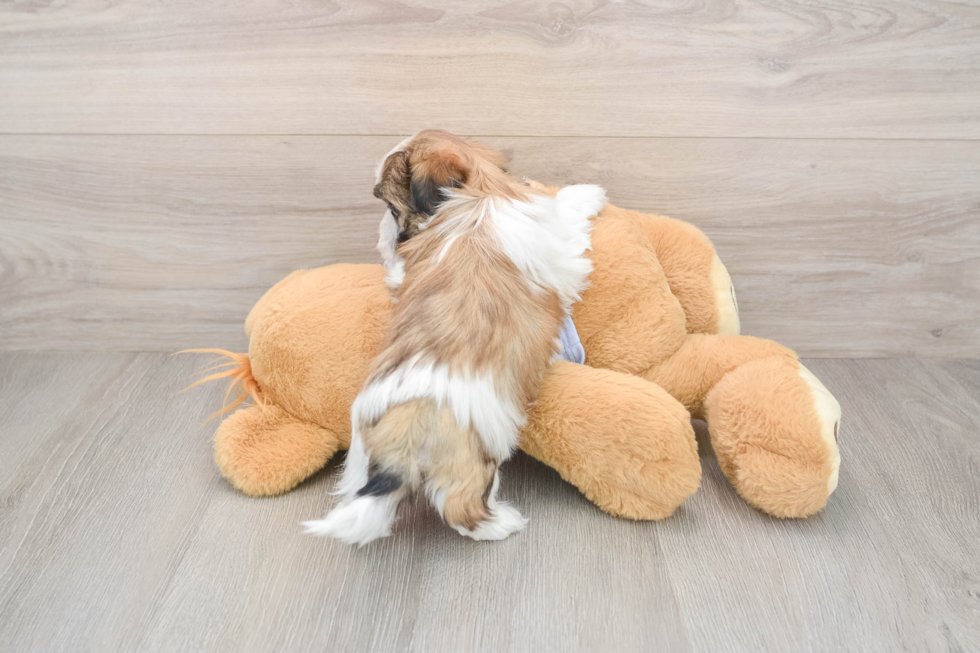 Teddy Bear Pup Being Cute