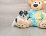 8 week old Teddy Bear Puppy For Sale - Fairfield Furbabies