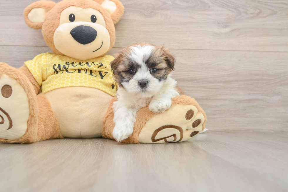 Fluffy Teddy Bear Designer Pup