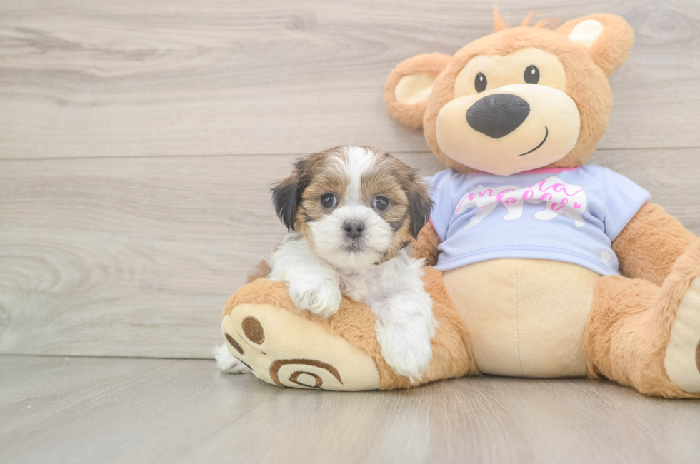 6 week old Teddy Bear Puppy For Sale - Fairfield Furbabies