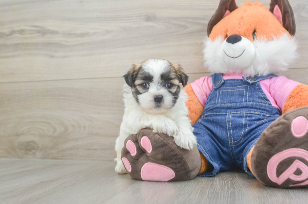 6 week old Teddy Bear Puppy For Sale - Fairfield Furbabies