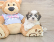 6 week old Teddy Bear Puppy For Sale - Fairfield Furbabies