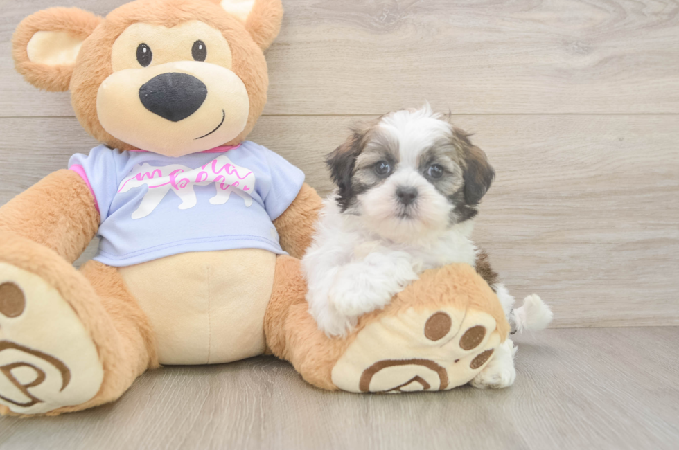 6 week old Teddy Bear Puppy For Sale - Fairfield Furbabies