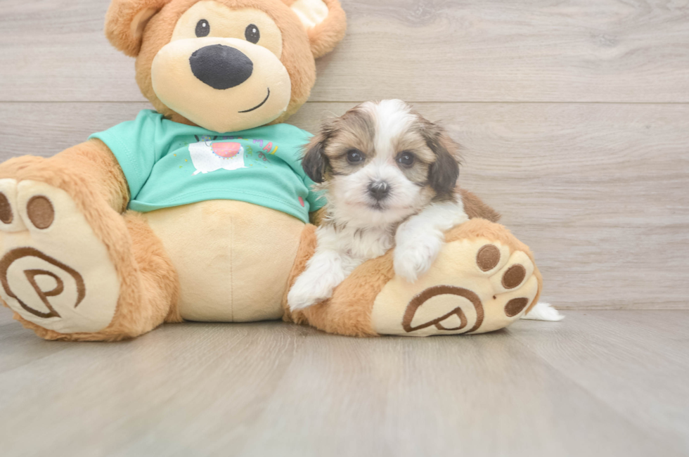 6 week old Teddy Bear Puppy For Sale - Fairfield Furbabies