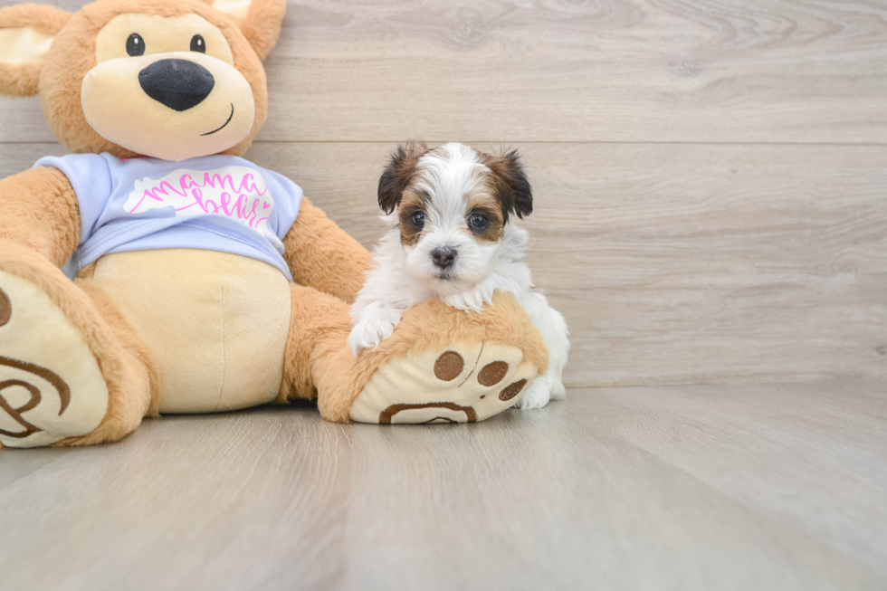 Friendly Teddy Bear Baby