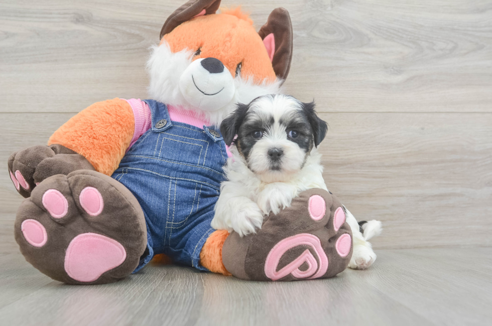 6 week old Teddy Bear Puppy For Sale - Fairfield Furbabies