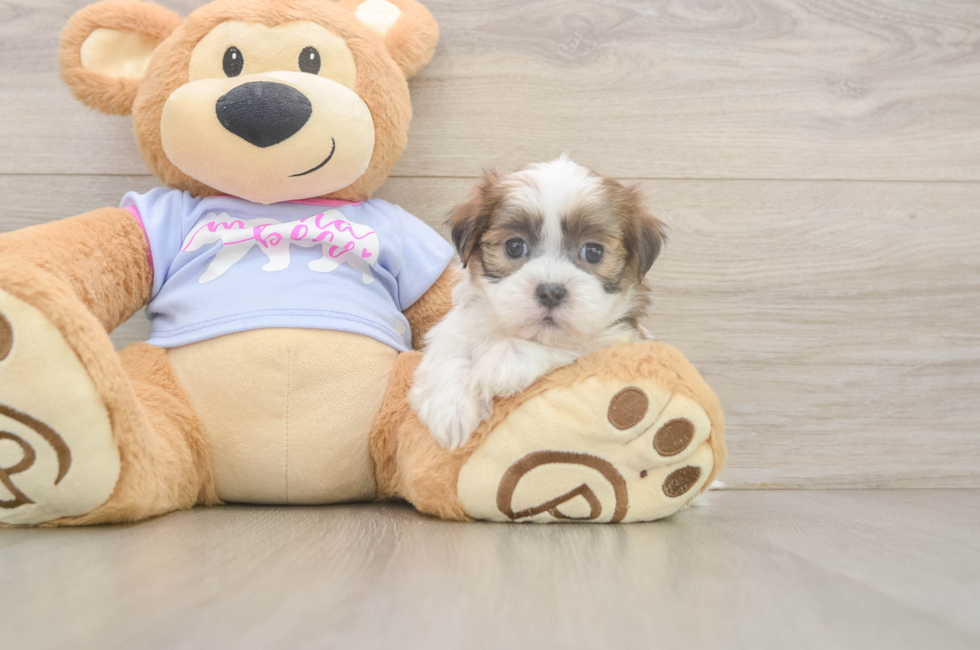 6 week old Teddy Bear Puppy For Sale - Fairfield Furbabies