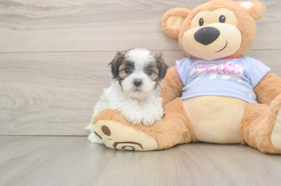 6 week old Teddy Bear Puppy For Sale - Fairfield Furbabies