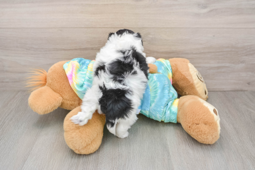 Friendly Teddy Bear Baby