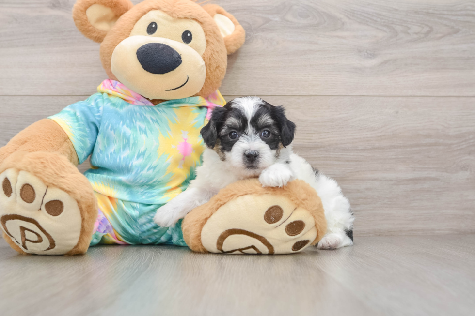 Teddy Bear Pup Being Cute