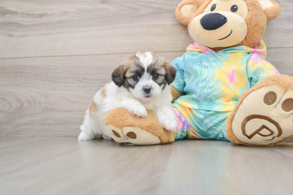 Hypoallergenic Shit Designer Puppy