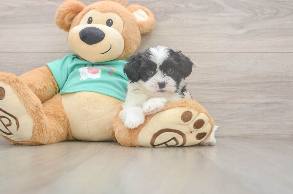 6 week old Teddy Bear Puppy For Sale - Fairfield Furbabies
