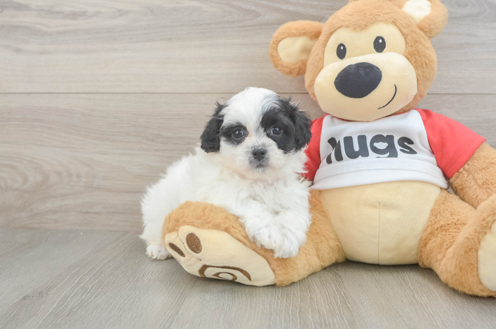 6 week old Teddy Bear Puppy For Sale - Fairfield Furbabies