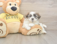 8 week old Teddy Bear Puppy For Sale - Fairfield Furbabies