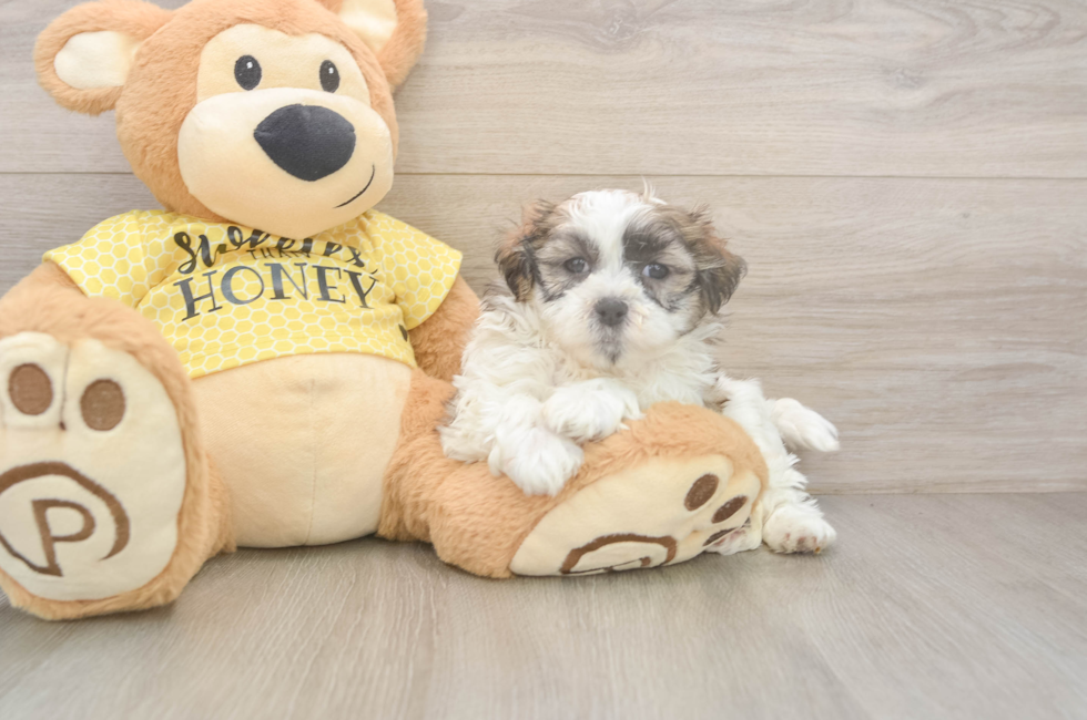 8 week old Teddy Bear Puppy For Sale - Fairfield Furbabies
