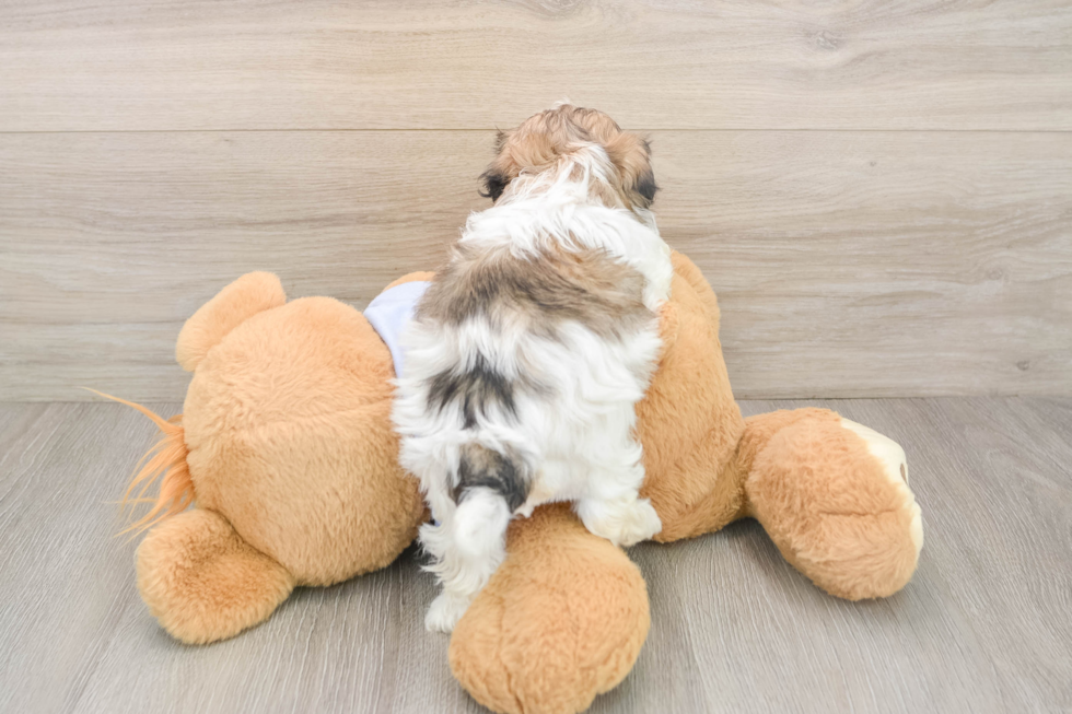 Teddy Bear Puppy for Adoption