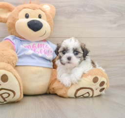 5 week old Teddy Bear Puppy For Sale - Fairfield Furbabies