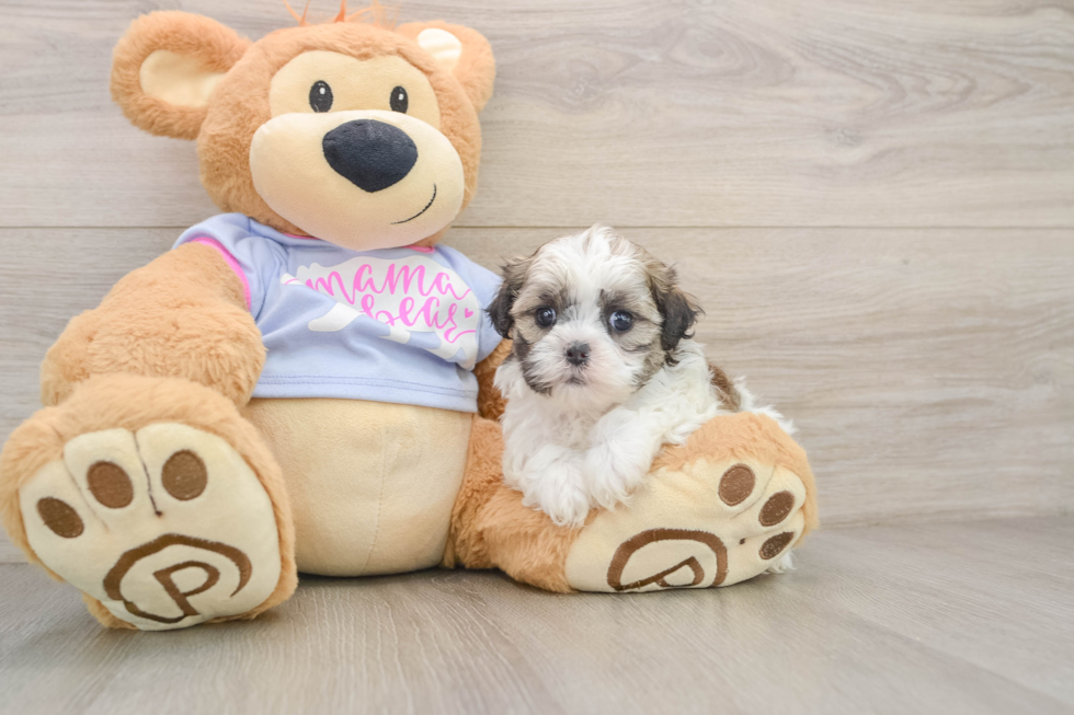 Small Teddy Bear Baby