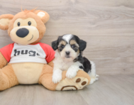 8 week old Teddy Bear Puppy For Sale - Fairfield Furbabies