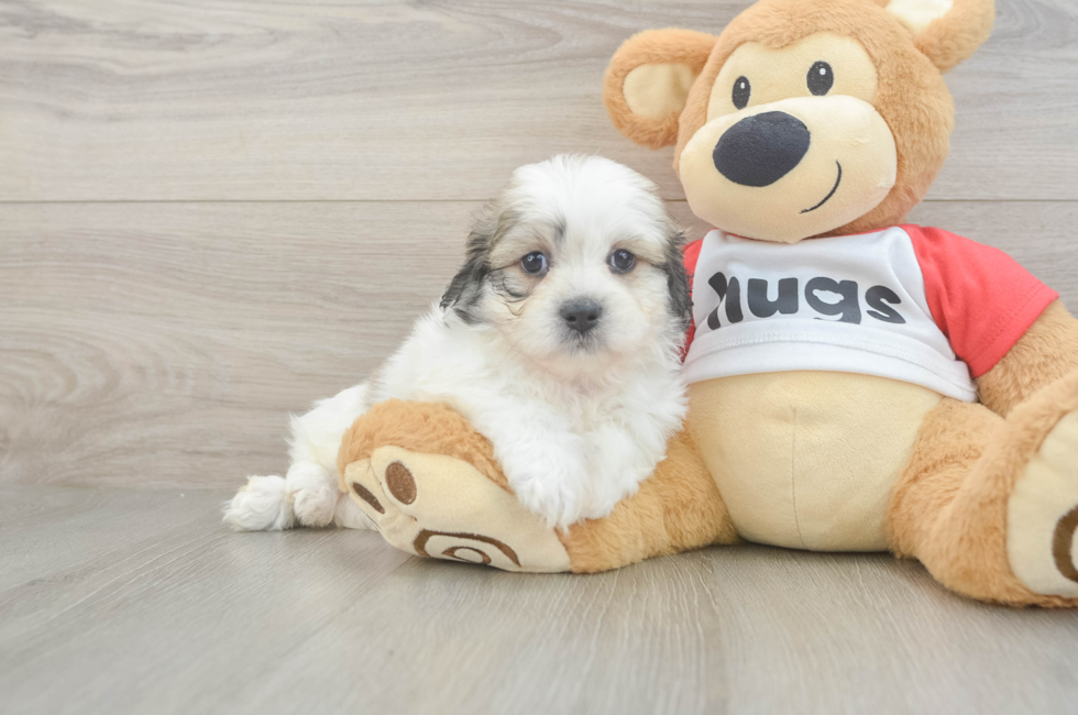6 week old Teddy Bear Puppy For Sale - Fairfield Furbabies