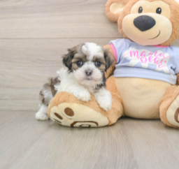 5 week old Teddy Bear Puppy For Sale - Fairfield Furbabies