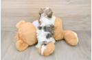 Teddy Bear Pup Being Cute