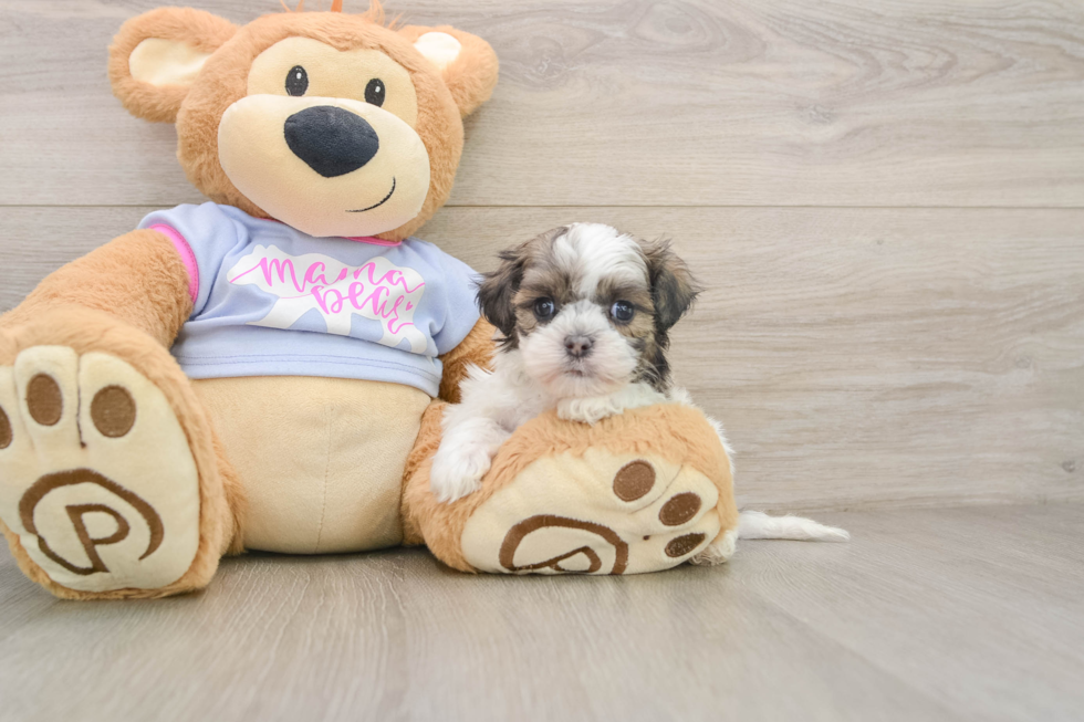 Best Teddy Bear Baby
