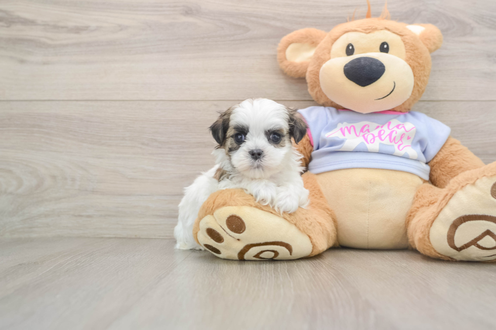 Teddy Bear Puppy for Adoption