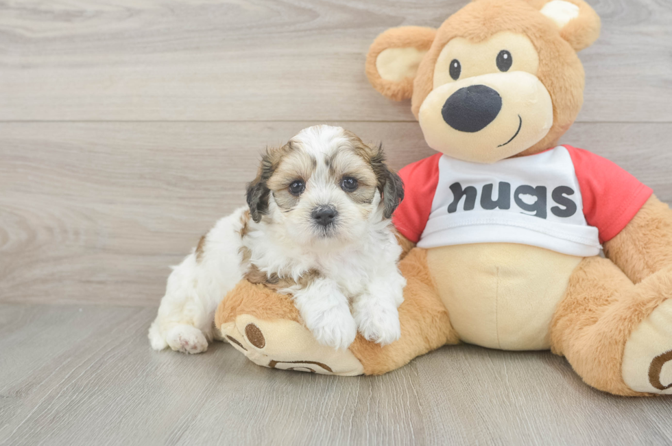 6 week old Teddy Bear Puppy For Sale - Fairfield Furbabies