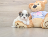 8 week old Teddy Bear Puppy For Sale - Fairfield Furbabies