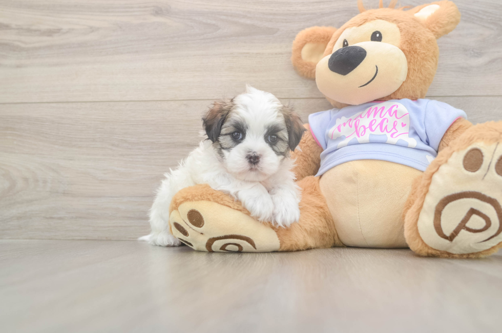 8 week old Teddy Bear Puppy For Sale - Fairfield Furbabies