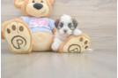 Best Teddy Bear Baby