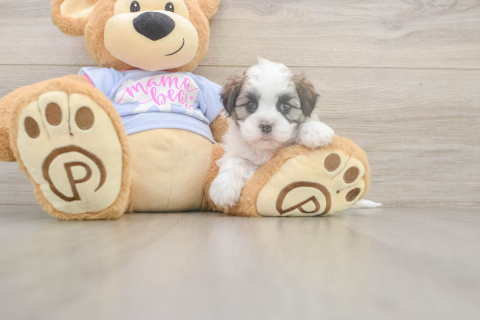 Best Teddy Bear Baby