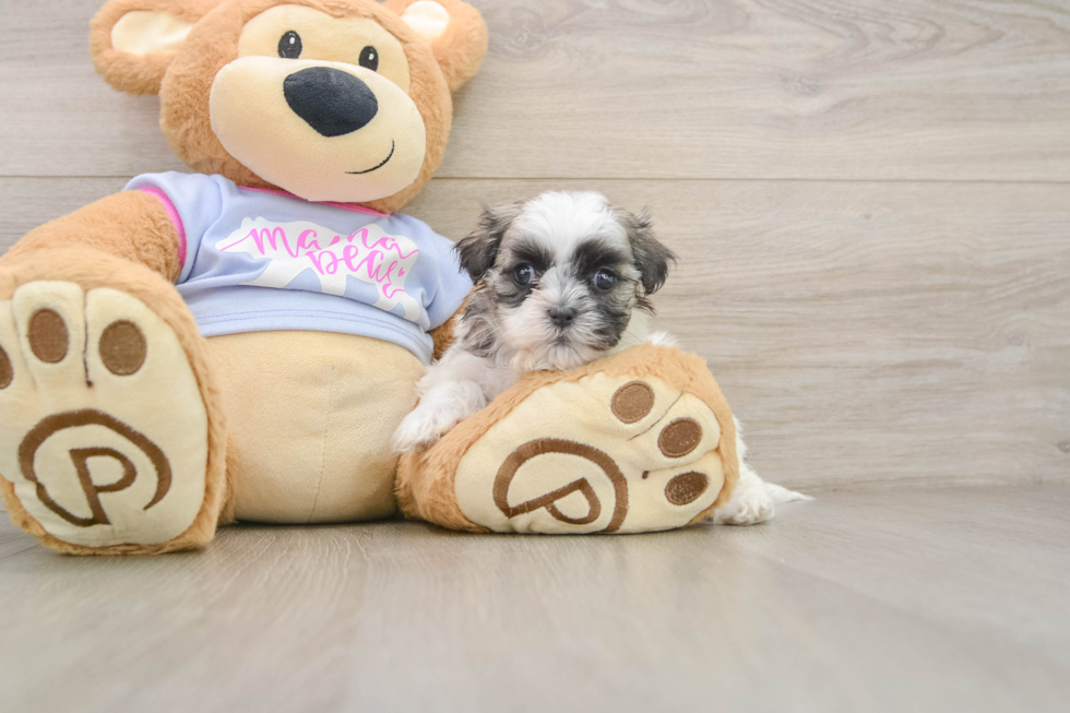 Best Teddy Bear Baby