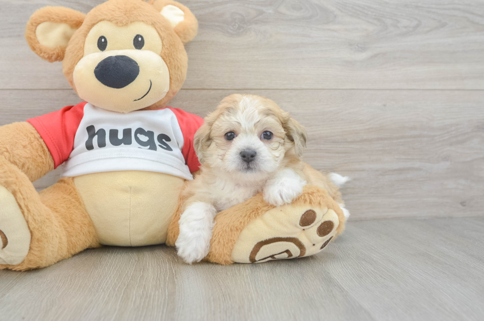 6 week old Teddy Bear Puppy For Sale - Fairfield Furbabies