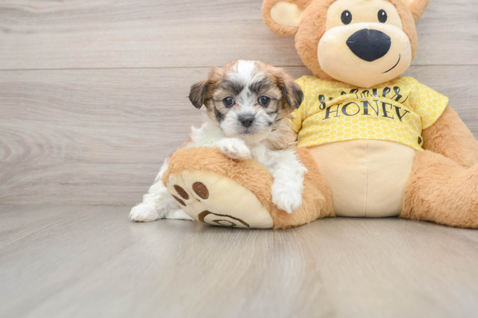 Hypoallergenic Shi Chon Designer Puppy