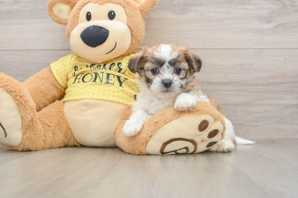 Best Teddy Bear Baby