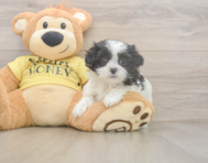 8 week old Teddy Bear Puppy For Sale - Fairfield Furbabies