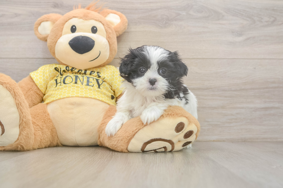 8 week old Teddy Bear Puppy For Sale - Fairfield Furbabies