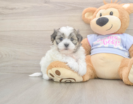 8 week old Teddy Bear Puppy For Sale - Fairfield Furbabies