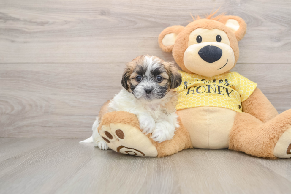 Smart Teddy Bear Designer Pup